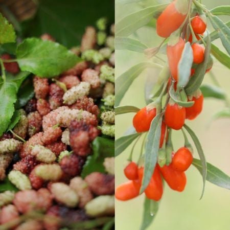 Dâu tằm - Kỷ tử hỗ trợ cải thiện tình trạng rụng tóc